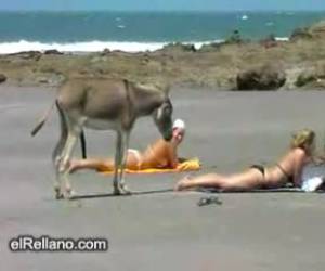 De hengstige ezel vind de blonde beach babe niet zomaar leuk, hij vind haar erg geil. En dat is te zien! 
